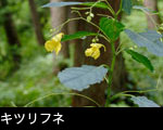 キツリフネ 夏の森林 黄色い花 山野草 無料写真素材