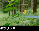 夏の山地に咲く黄色い花 山野草 キツリフネ無料写真素材