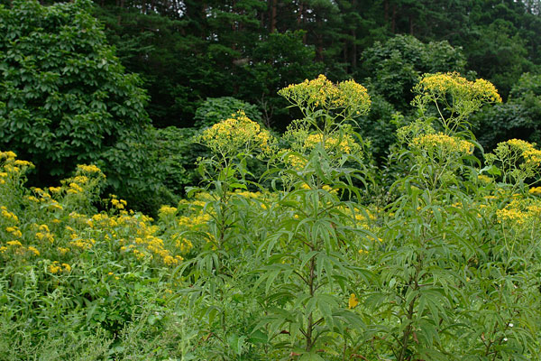 ハンゴンソウ 花 山地 野原大型山野草 7月8月9月 茎先散房 黄色の花 無料写真素材 画像2
