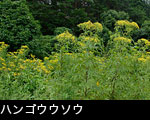 ハンゴンソウ 7月8月9月 山野 森林 黄色 花　無料写真素材