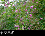 ヤマハギ（山萩）の花 秋の七草 無料写真素材