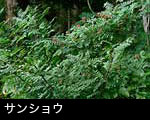サンショウの実 サンショウの木 無料写真素材 フリー
