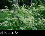 オトコエシ、秋の森林山野に咲く白い草花、無料写真素材