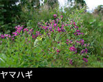 山野の花、ヤマハギ