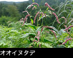山野草、オオイヌタデ 画像 フリー写真素材