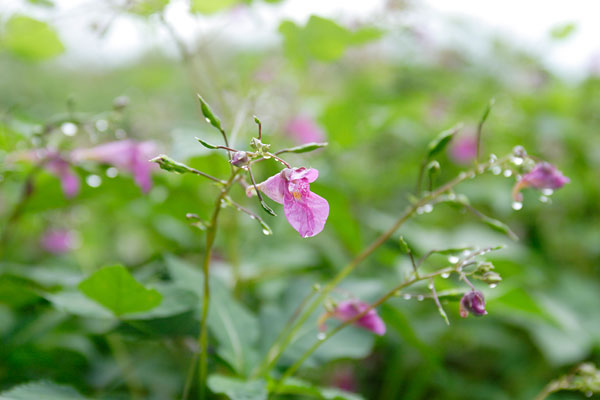 ツリフネソウ 花 山野草 山地8月9月10月 赤紫色の花 袋状筒状 つり下がる 無料写真素材 画像5