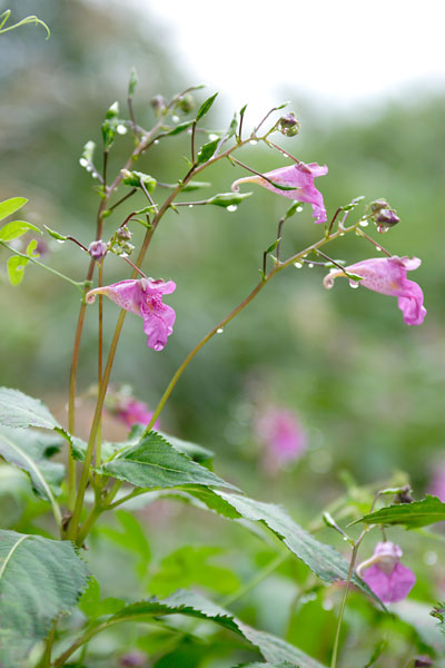ツリフネソウ 秋の山野草 ピンクの花 フリー素材 花ざかりの森 画像7