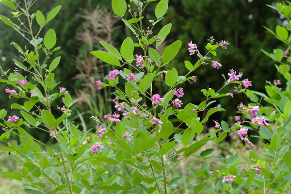 ヤマハギ　 山野草　樹木　赤紫 夏から秋の花　無料写真素材 　画像8