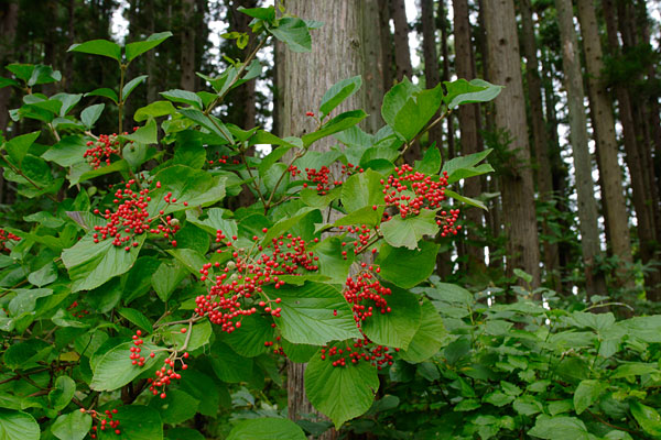 ガマズミの果実 落葉低木の赤い実 画像1 無料写真素材