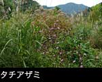 「タチアザミ」秋の山野草 草紅葉 無料写真素材