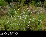 ユウガギク フリー写真素材 秋の森林山野に咲く白い花