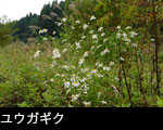 ユウガギク 秋の山野草 無料写真素材フリー