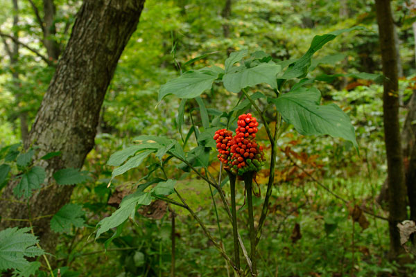 コウライテンナンショウの果実 マムシソウ 画像1 無料写真素材 花ざかりの森
