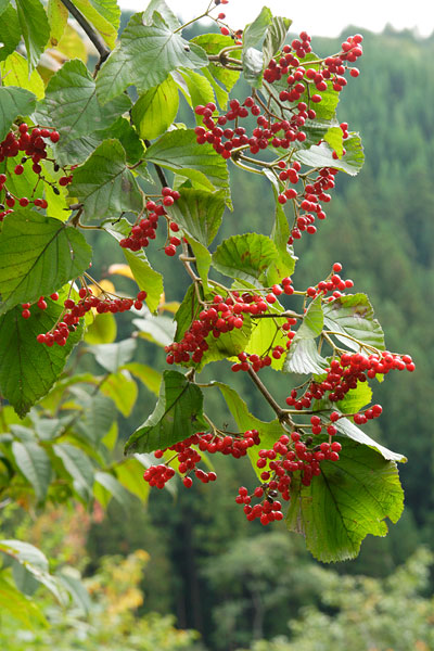 秋の里山で真っ赤に熟したガマズミの果実 画像3 縦 フリー写真素材