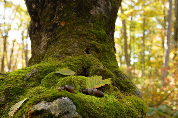 秋・黄葉した落葉樹の森林 苔むした大木の根に落ちたドングリ画像1 無料写真素材 