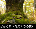 紅葉黄葉の森林、巨木の根とドングリ、無料写真素材