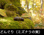 秋 紅葉黄葉の森 巨木の森とどんぐり（ミズナラの実）フリー写真素材