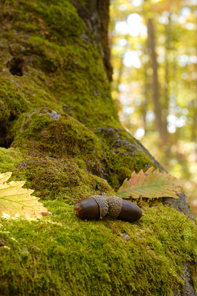秋・黄葉した落葉樹の森林 苔むした大木の根に落ちたドングリ画像3 フリー写真素材 