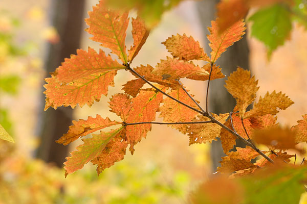 秋 ミズナラ 木の葉 紅葉 黄葉 山地 画像 無料写真素材 フリー