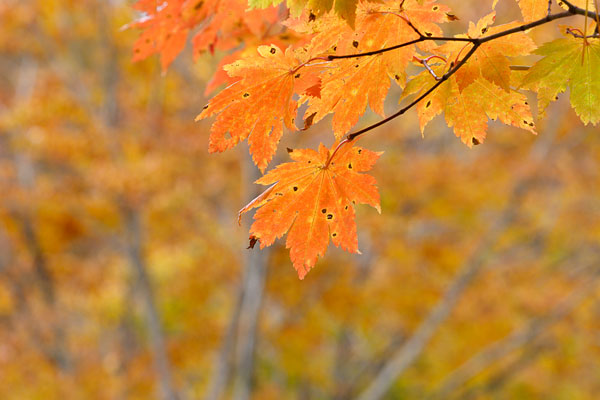 秋 カエデ 紅葉 黄葉 木の葉 山地 画像 無料写真素材 フリー