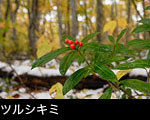 森林の紅葉ツルシキミの赤い実、無料写真素材