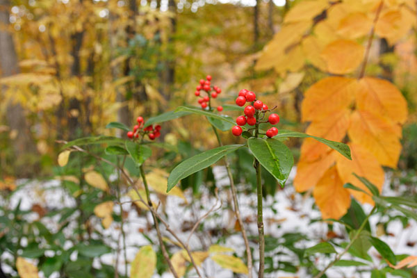秋 初雪と赤い木の実 紅葉の森林 画像2 フリー写真素材