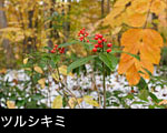 森林の紅葉「ツルシキミ」の赤い実 、画像、無料写真素材 