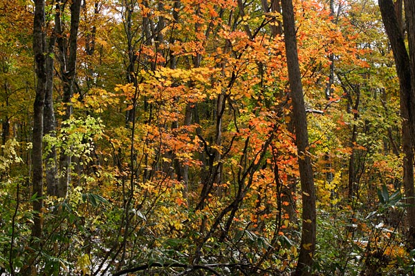 秋 紅葉の森林 逆光のカエデ木 画像 無料写真素材