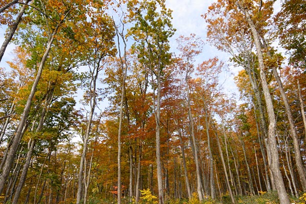 秋 紅葉の森林 ミズナラの樹林 落葉高木 画像 無料写真素材