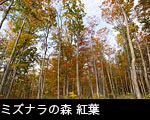 ミズナラの森林 紅葉、無料写真素材