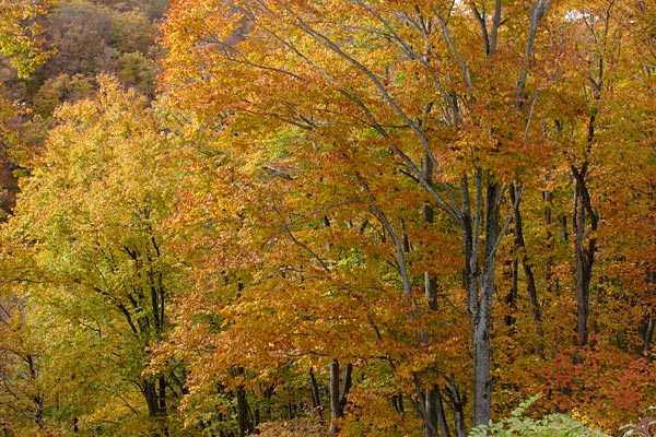 ブナの木黄葉 落葉高木 秋 山地 森林 画像1 無料写真素材
