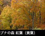 森林の紅葉、ブナの木、ブナの森の紅葉、無料写真素材