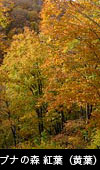 ブナの木 紅葉、無料写真素材