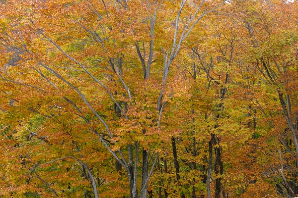 ブナの木黄葉 落葉高木 秋 山地 森林 画像3 フリー写真素材