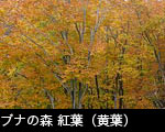 ブナの木 紅葉 画像 フリー写真素材