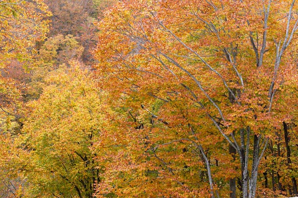 ブナの木黄葉 落葉高木 秋 山地 森林 画像4 フリー写真素材