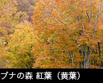 ブナの森 紅葉、無料写真素材