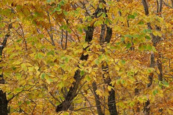 秋 緑から黄色へ 色を変えるミズナラ 紅葉 森林 木の葉 山地 画像 無料写真素材 