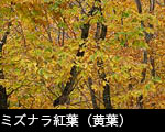ミズナラ（どんぐり）の木 紅葉（黄葉 ）無料写真素材