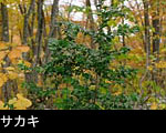 森林の 姫榊、画像、無料写真素材