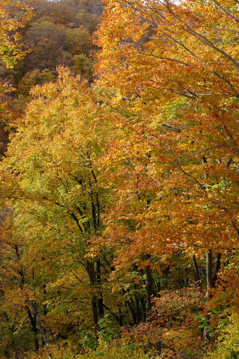 b33-6242　黄葉の森林 ブナの木黄葉2　
