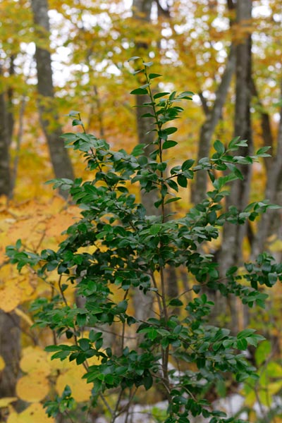 姫榊 常緑樹 木の葉 紅葉の森林 山地 画像2 フリー写真素材 