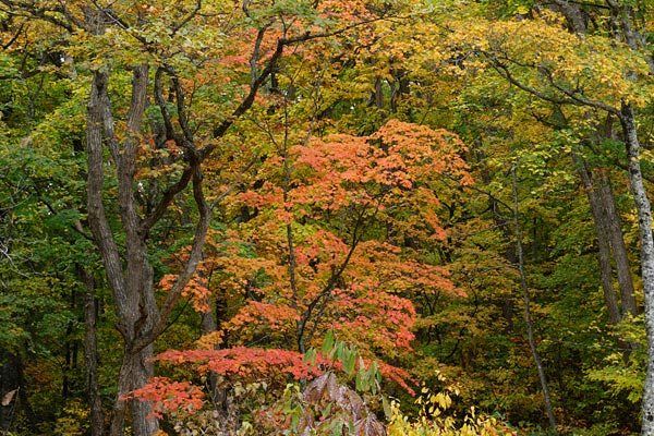 カエデの木 紅葉 木の葉 秋 森林 山地 画像 無料写真素材 フリー