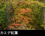 カエデの木紅葉　フリー写真素材