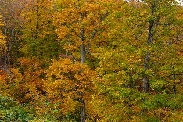 ミズナラの木 黄葉 秋 紅葉 黄葉の森林 山地 画像1 無料写真素材 