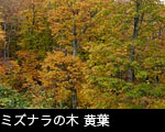 カエデの木紅葉　フリー写真素材