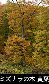 ミズナラの木（どんぐり）紅葉・黄葉、無料写真素材 