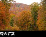紅葉の森、ブナの木、ミズナラの木、カエデの木、無料写真素材