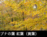 ブナの葉、紅葉（黄葉） 画像、フリー写真素材