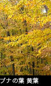 ブナの木 黄葉 無料写真素材